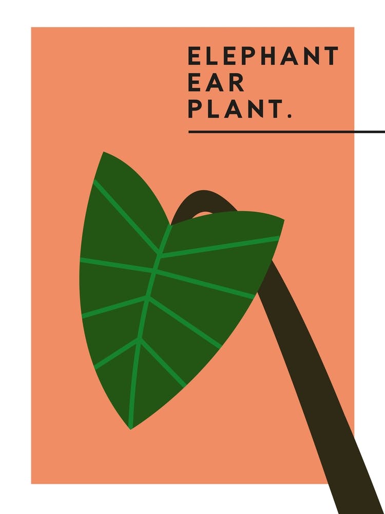 Elephant Ear Plant