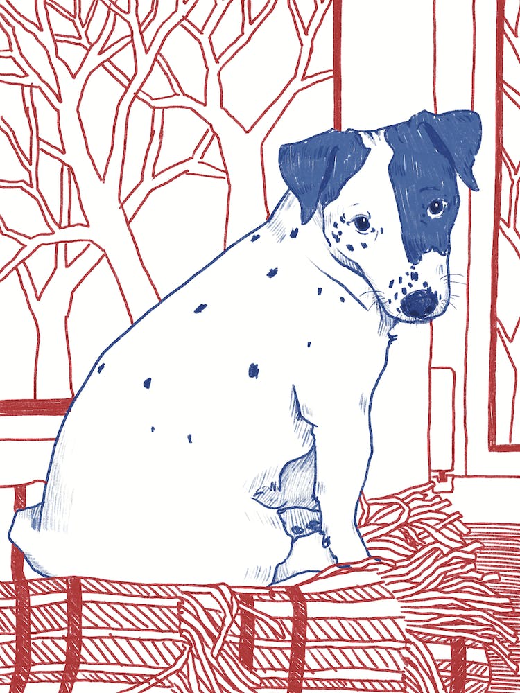 Jack Russell Terrier Dog Sitting On Windowsill In Red And Blue