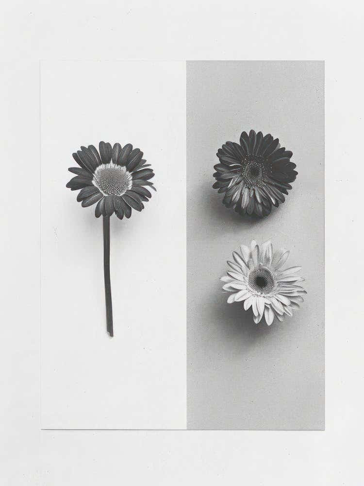 Gerbera Flower Photo Collage 1