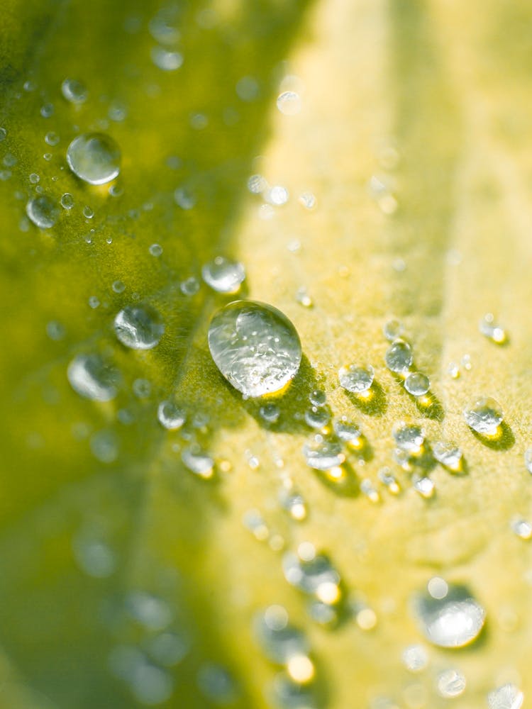 Water Droplets On A Leaf