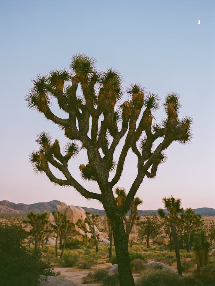 Joshua Tree Moon VIII on Film