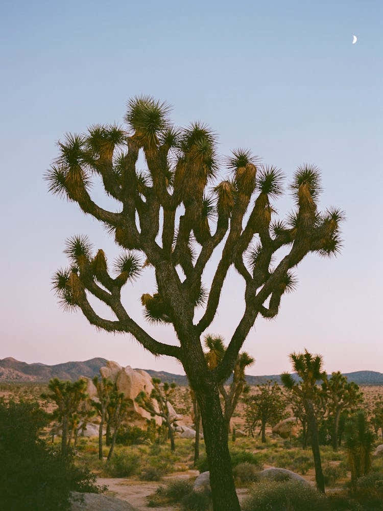 Joshua Tree Moon VIII on Film