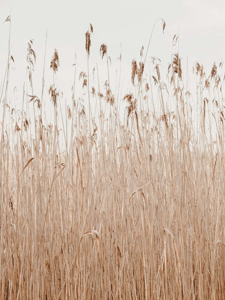 Bohemian Pampas Grass