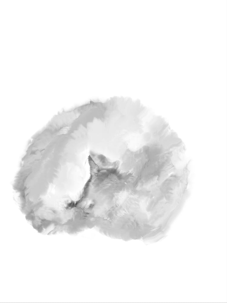 Cat On A White Background