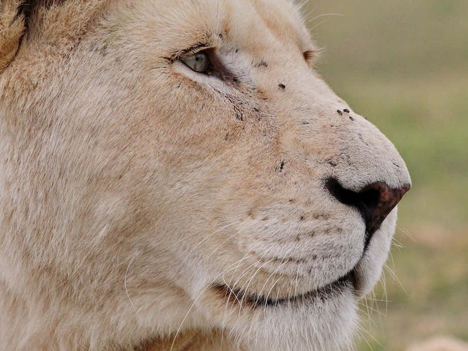 Lion Female Close Up