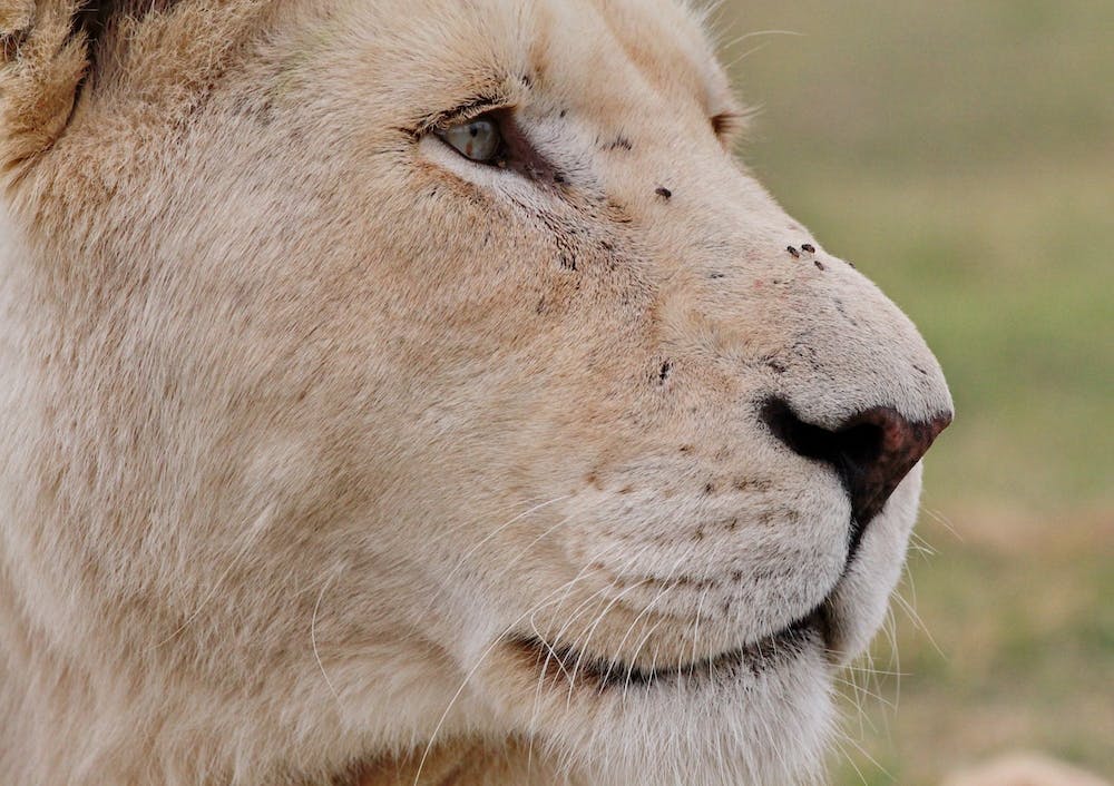 Lion Female Close Up