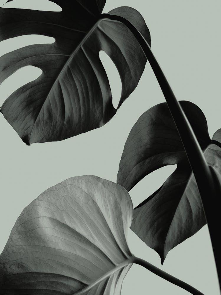 Monstera Green_2058253