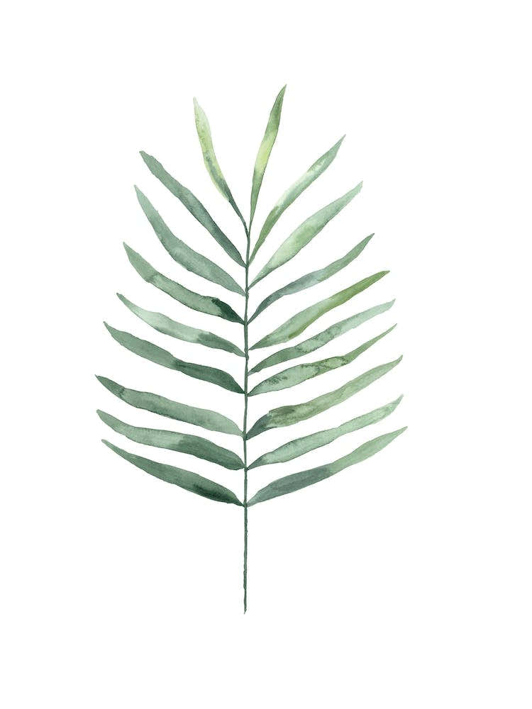 Botanical Illustration Fern
