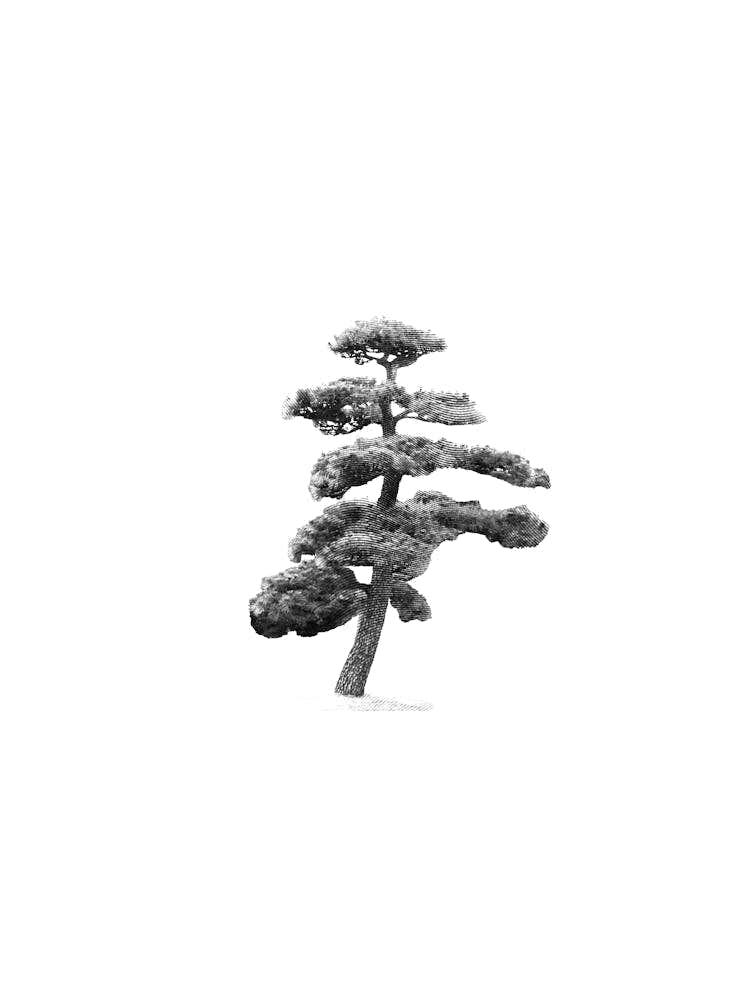 Japanese Bonsai Pine Tree