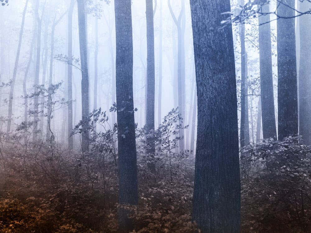 Forest Dreamland - Pacific Northwest Nature II