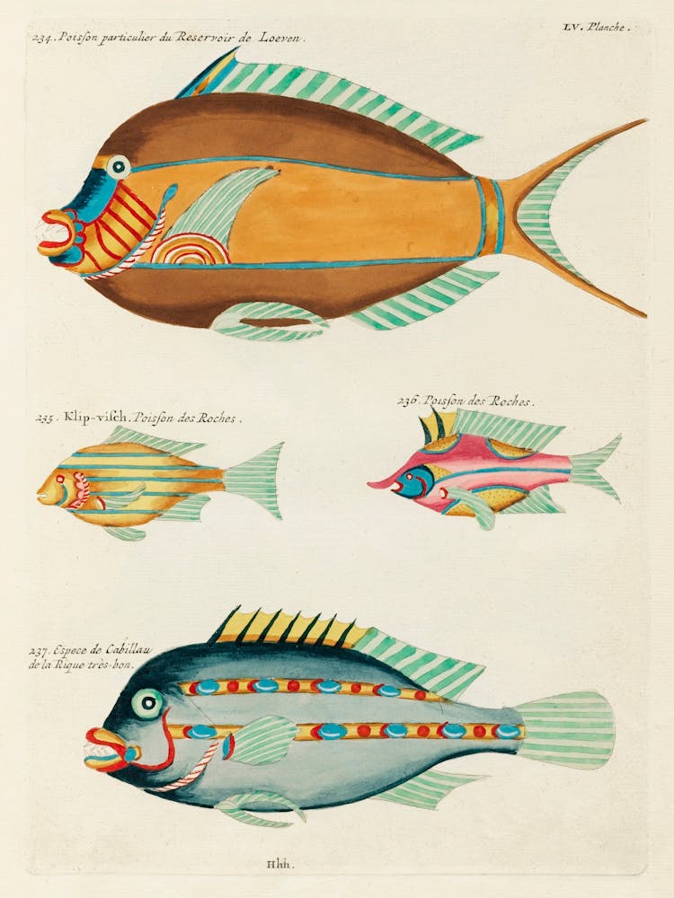 Colourful And Surreal Illustrations Of Fishes Found In Moluccas (Indonesia) And The East Indies, Louis Renard(40)