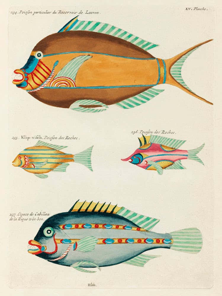 Colourful And Surreal Illustrations Of Fishes Found In Moluccas (Indonesia) And The East Indies, Louis Renard(40)