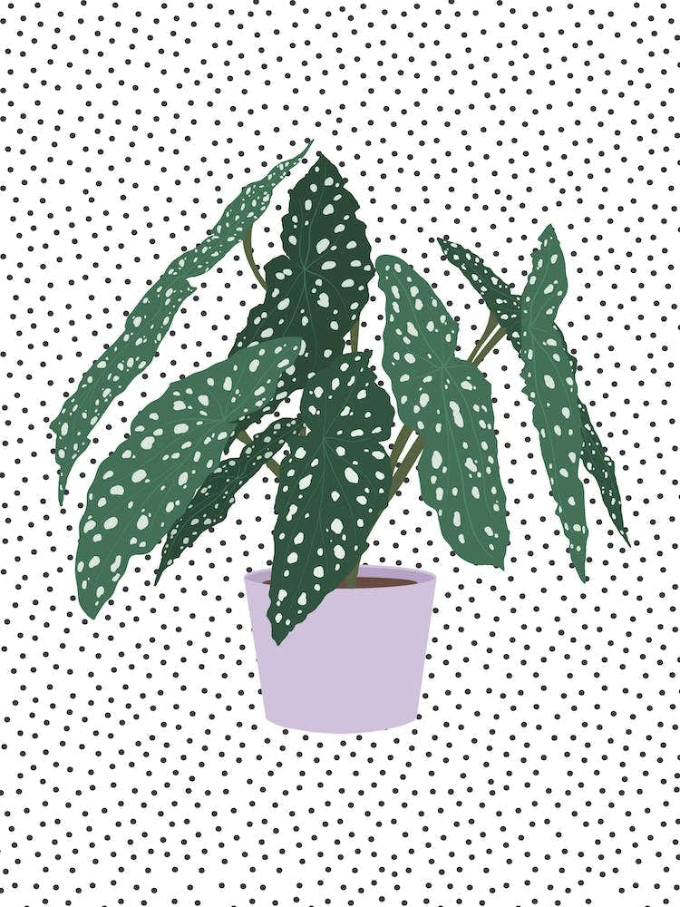 Polka Dot Begonia Houseplant