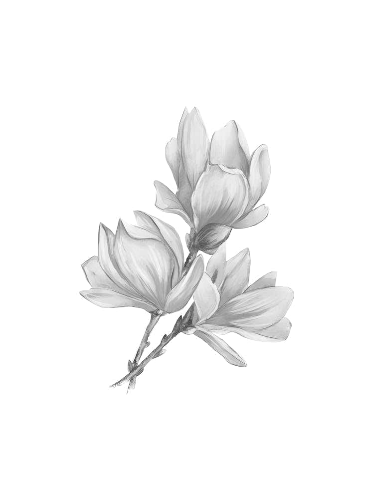 Magnolia Flower