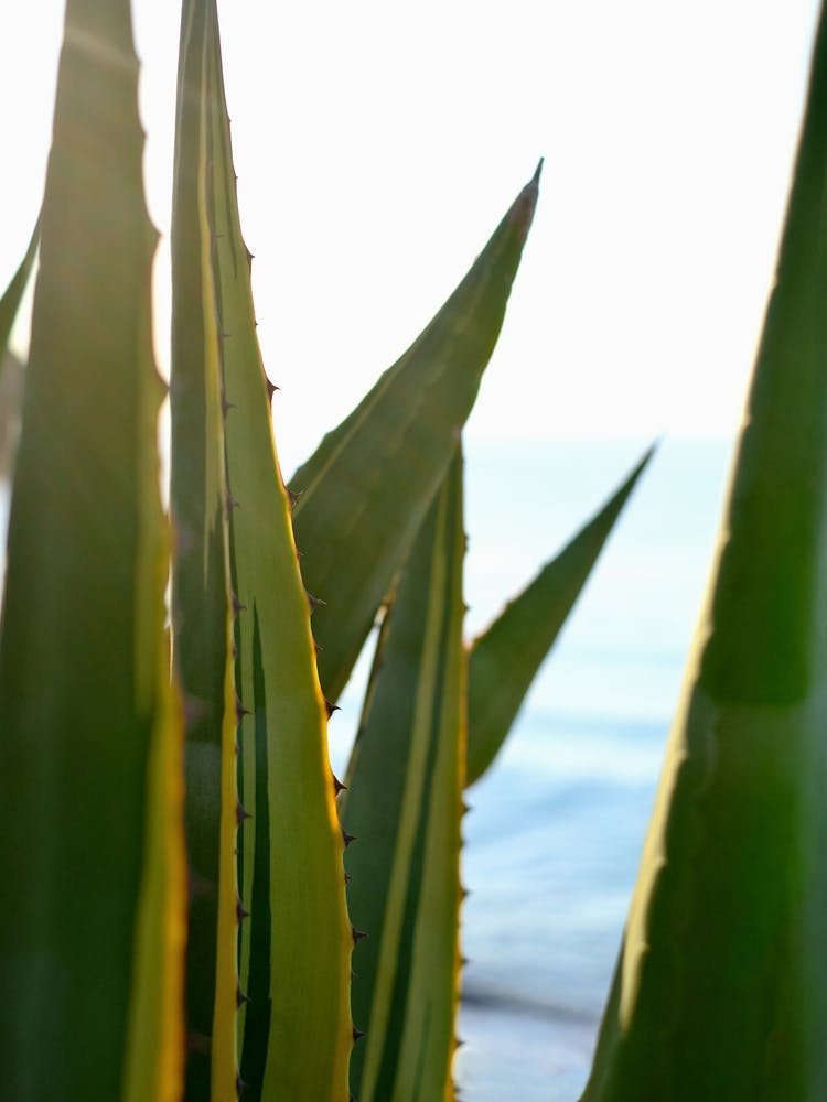 Agave and the Blue Sea // Ibiza Nature & Travel Photography