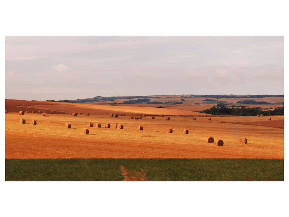 Hay Fields