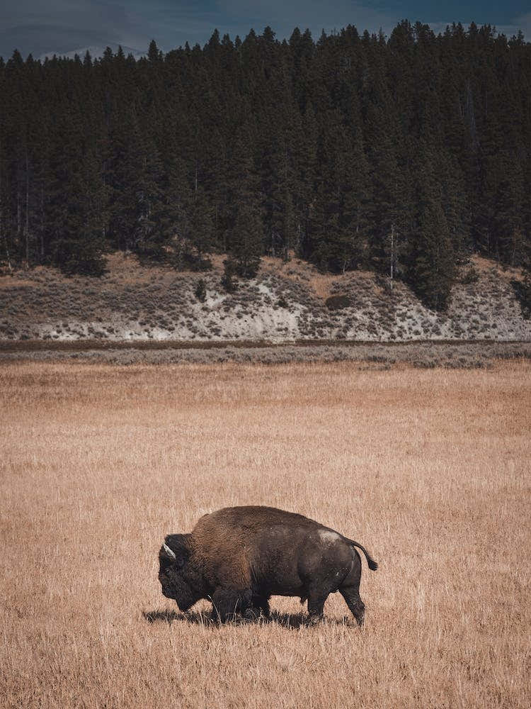 Traveling Bull Bison