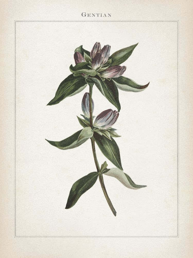 Vintage Curtis 1 Gentian