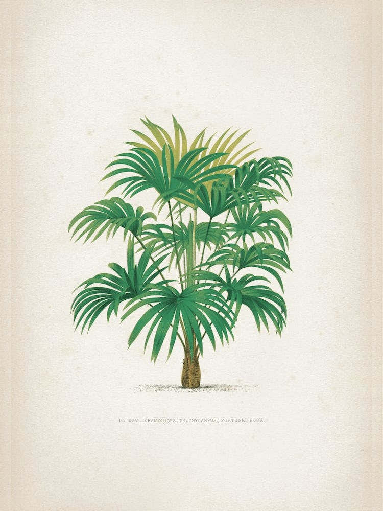 Vintage Kerchove 2 Les Palmiers 25