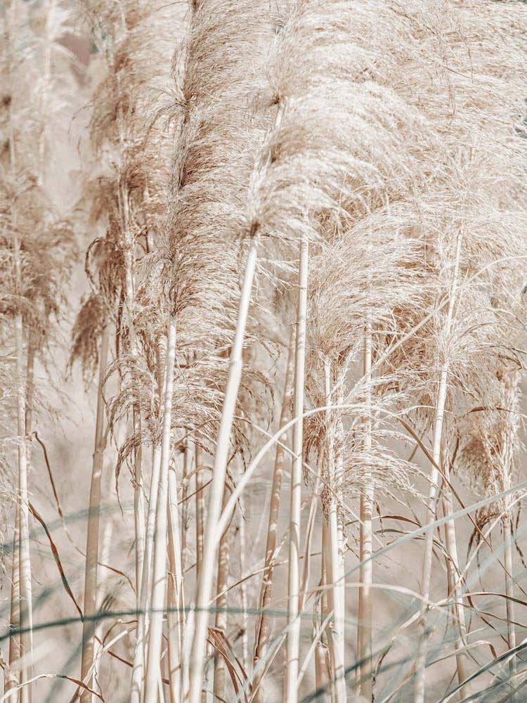 Pampas Reed Madeira 2