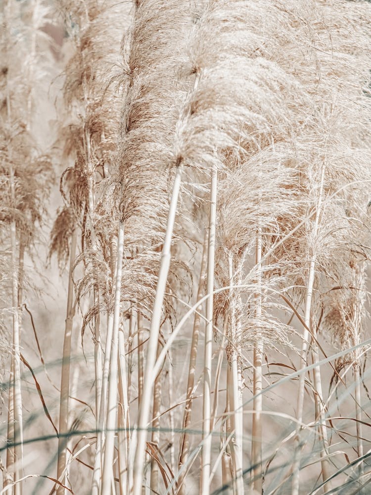 Pampas Reed Madeira 2
