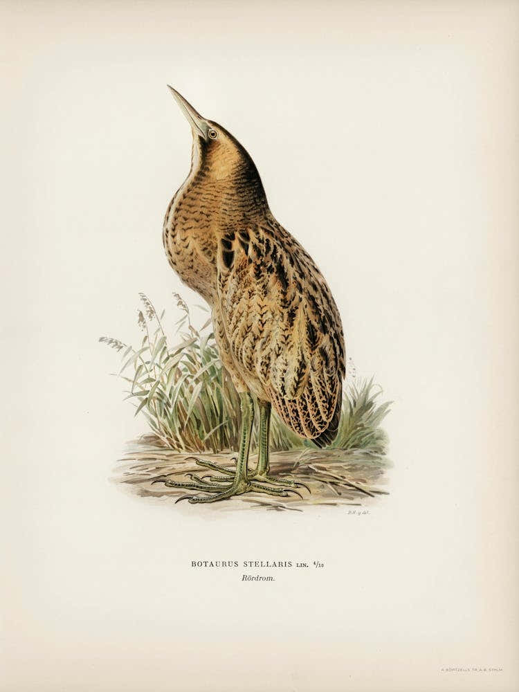 Bittern (Botaurus Stellaris), The Von Wright Brothers