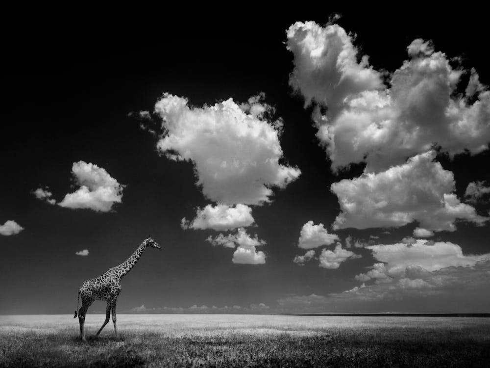 Gone With The Clouds