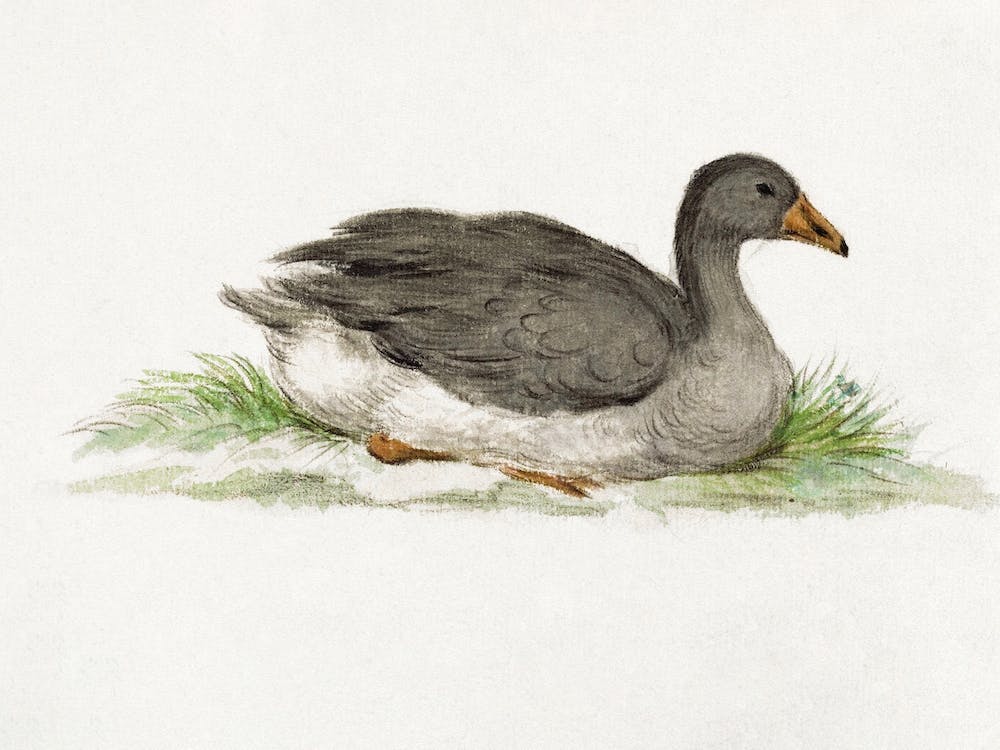 Duck, Jean Bernard
