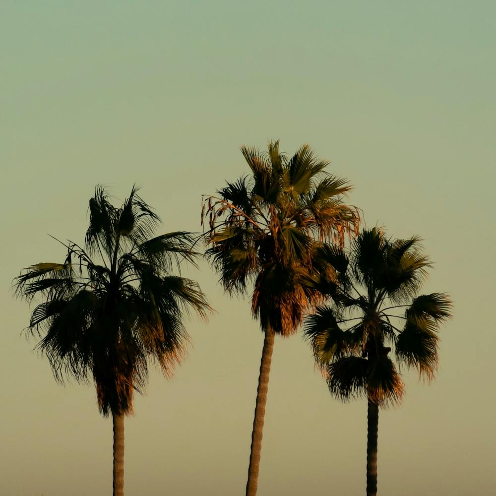 California Palm Trees Pastel Colors Pastel Turquoise and Pastel Yellow Square
