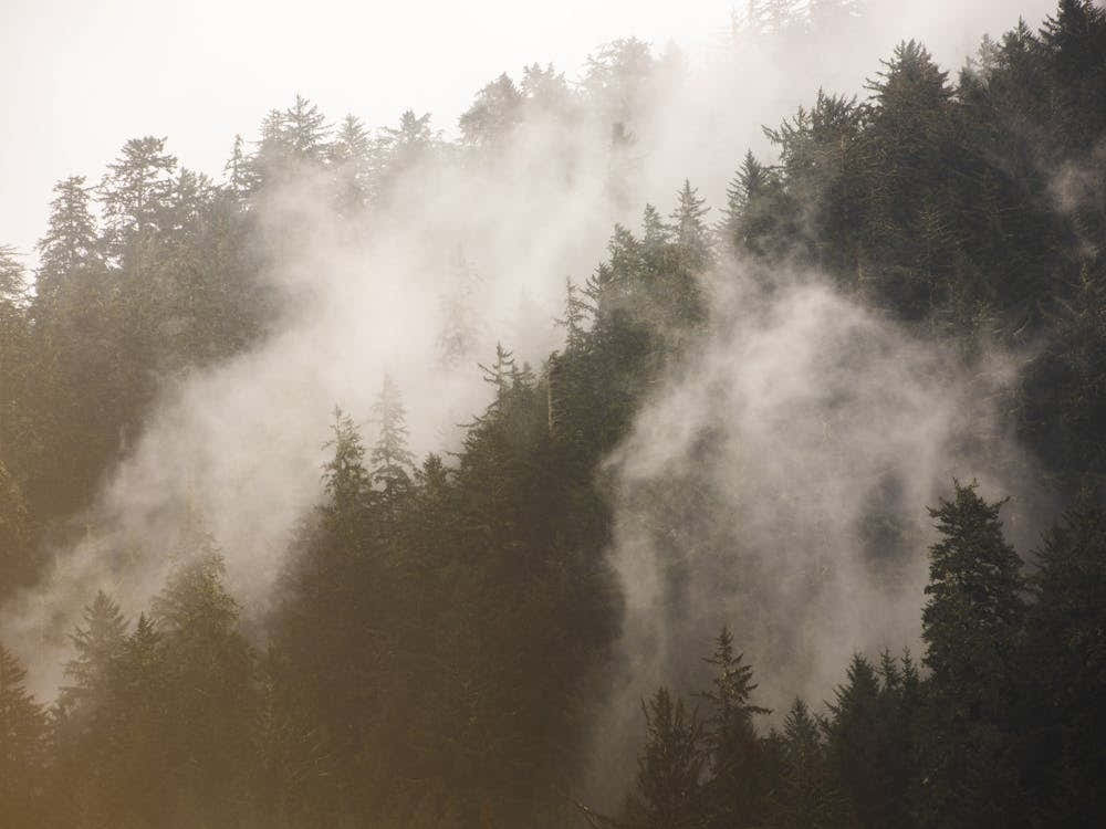 Misty Forest - Redwood National Park Nature