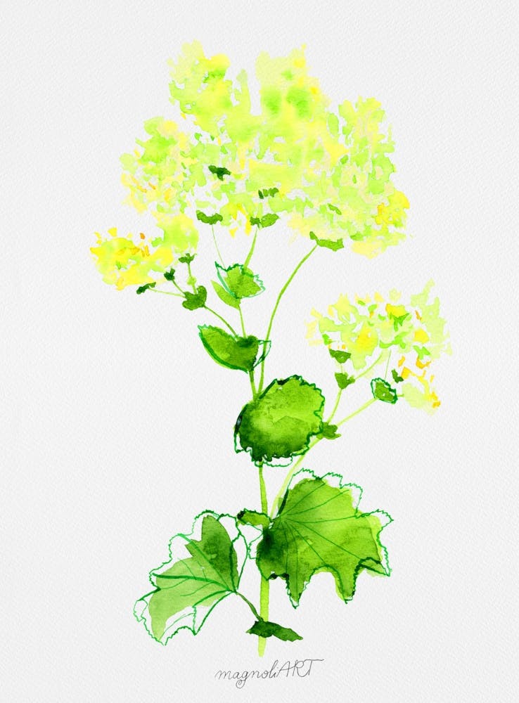 Yellow flower watercolor artwork