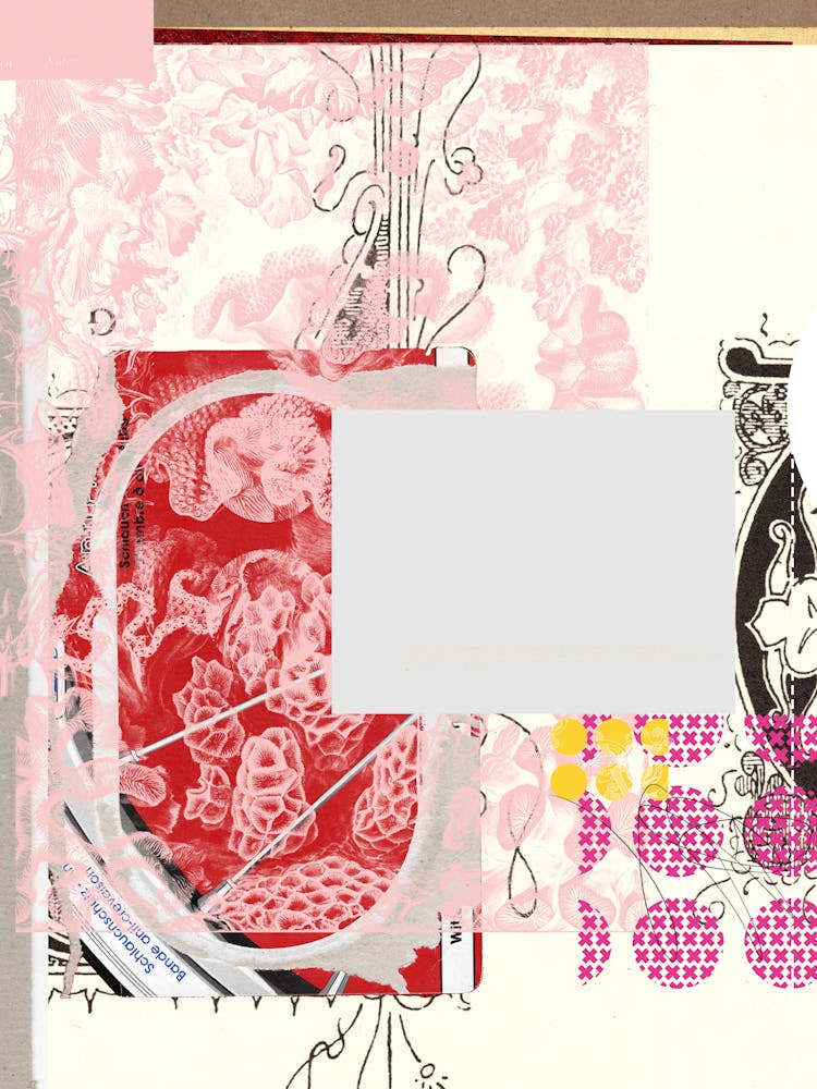 Daydream Red Rosa Mix