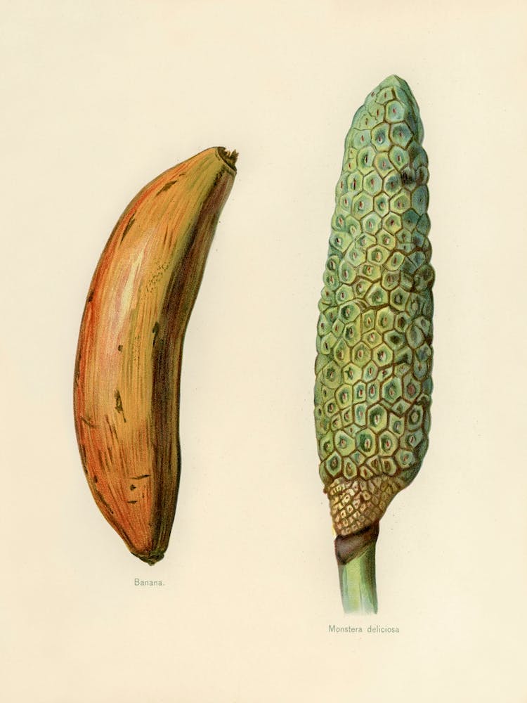 Vintage Illustration Of Banana, Monstera Deliciosa, John Wright