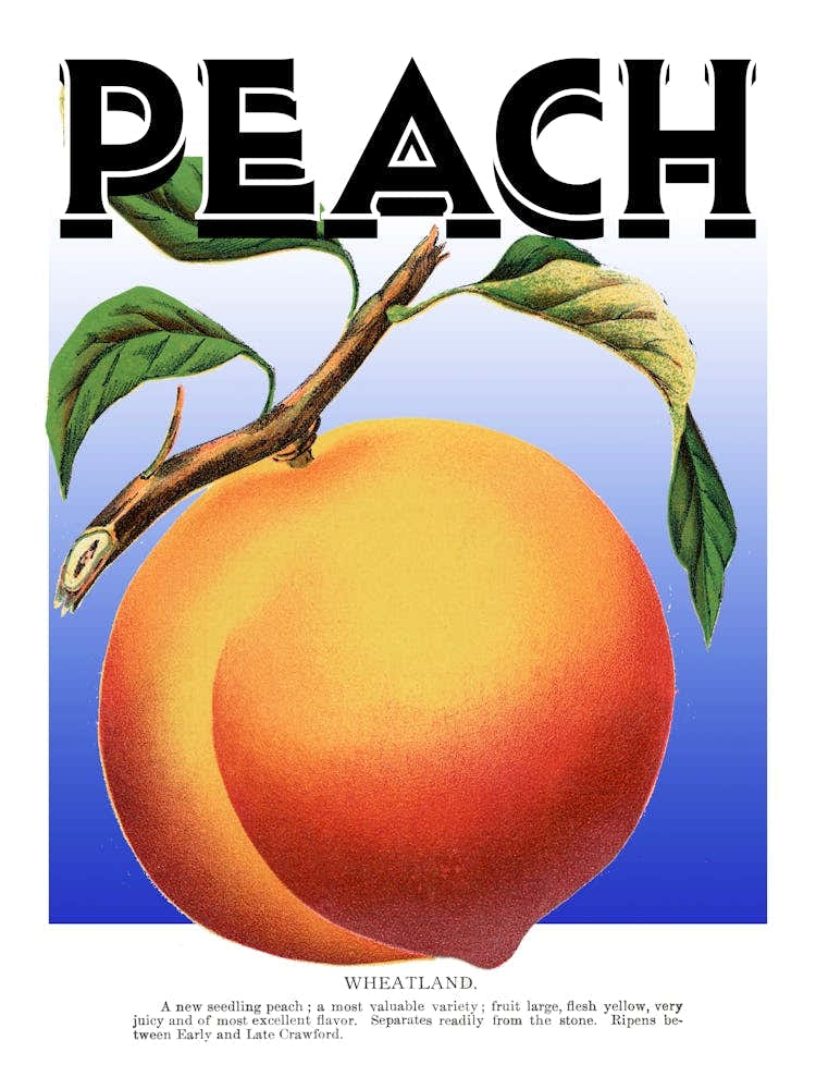 Peach Graphic Wall Art Vintage Unique Eclectic