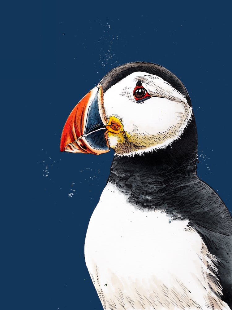 Clive The Puffin