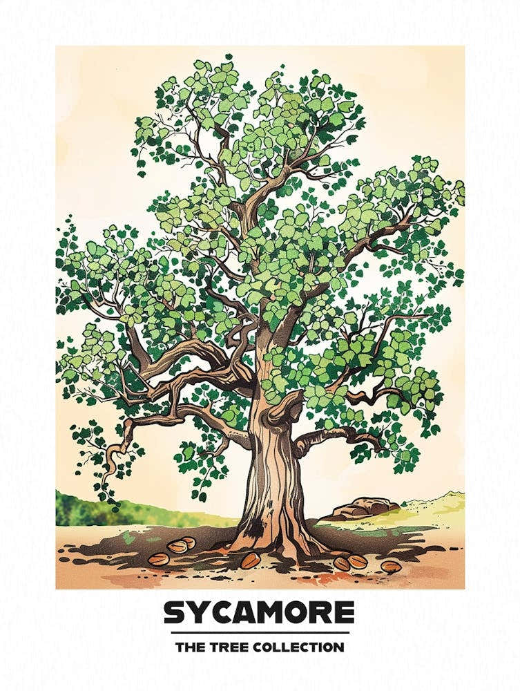 Sycamore Tree Storybook Illustration 1 Poster