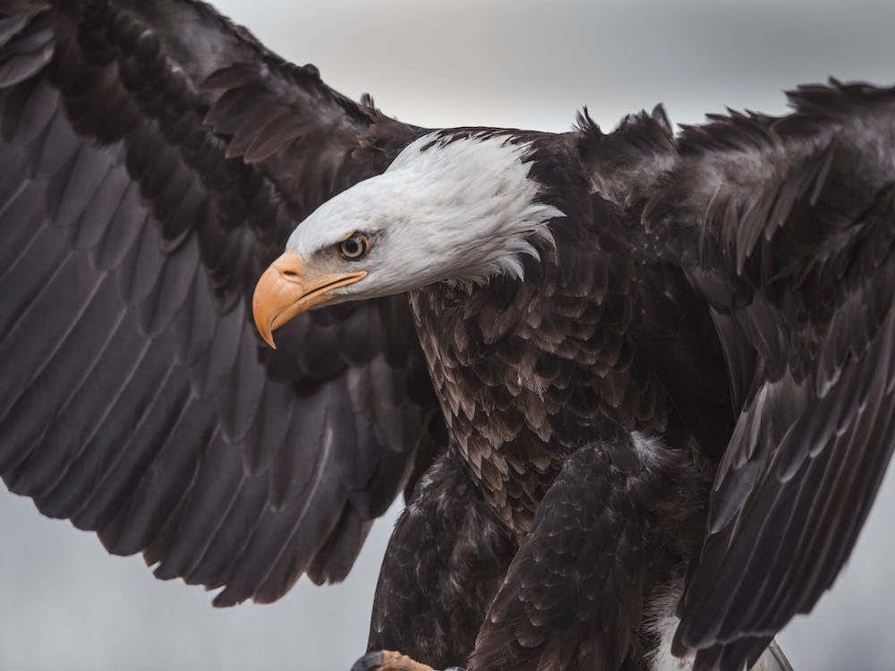 Bald Eagle Stance