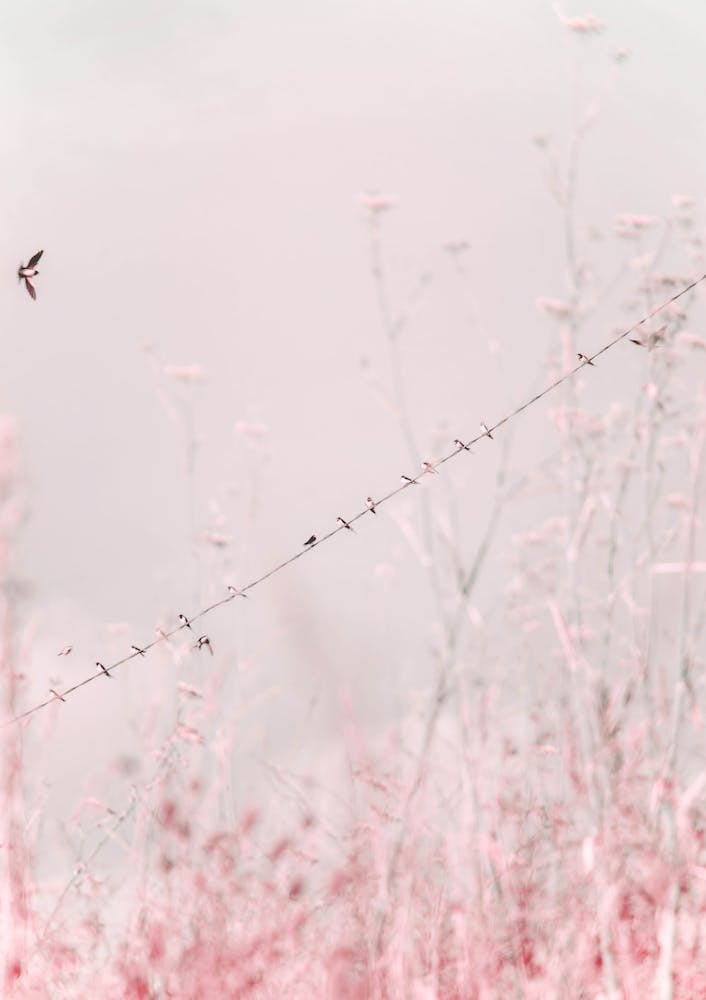 Birds on a Wire - Pink