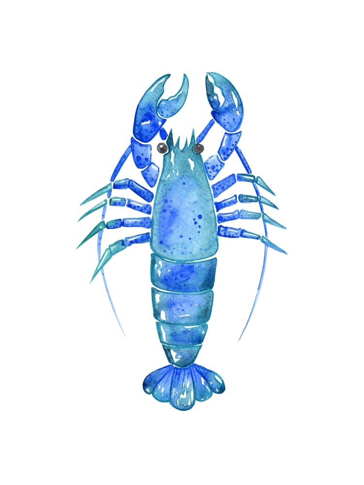 Blue Lobster Watercolor Illustration
