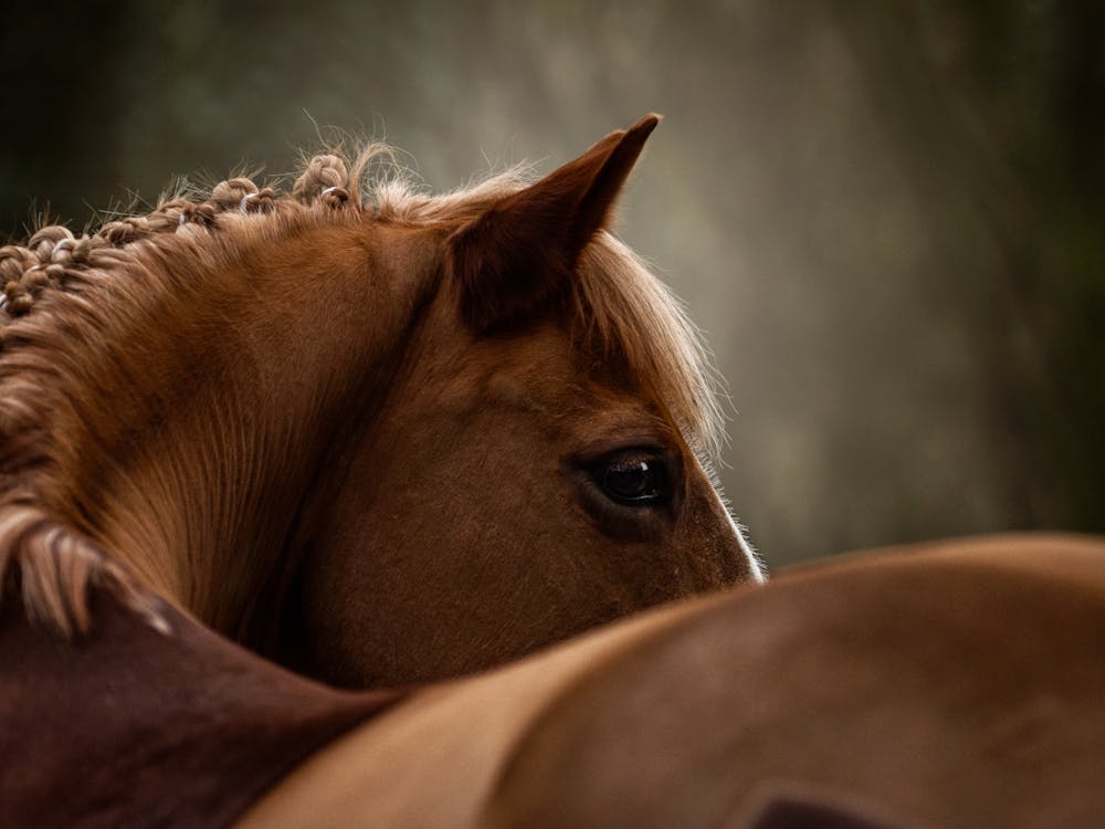 Flexible - Gavers Belgian horse photo print - moody animal photography art