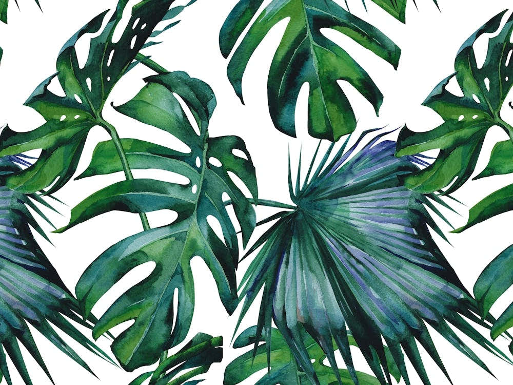Tropical Leaves - Monstera Palm Trees