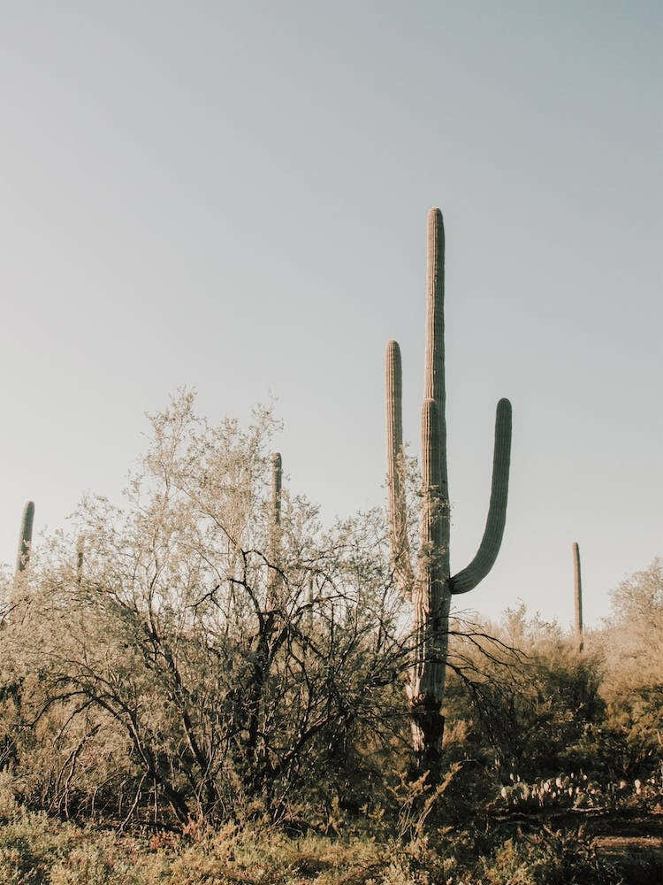 Saguaro Cactus In Desert