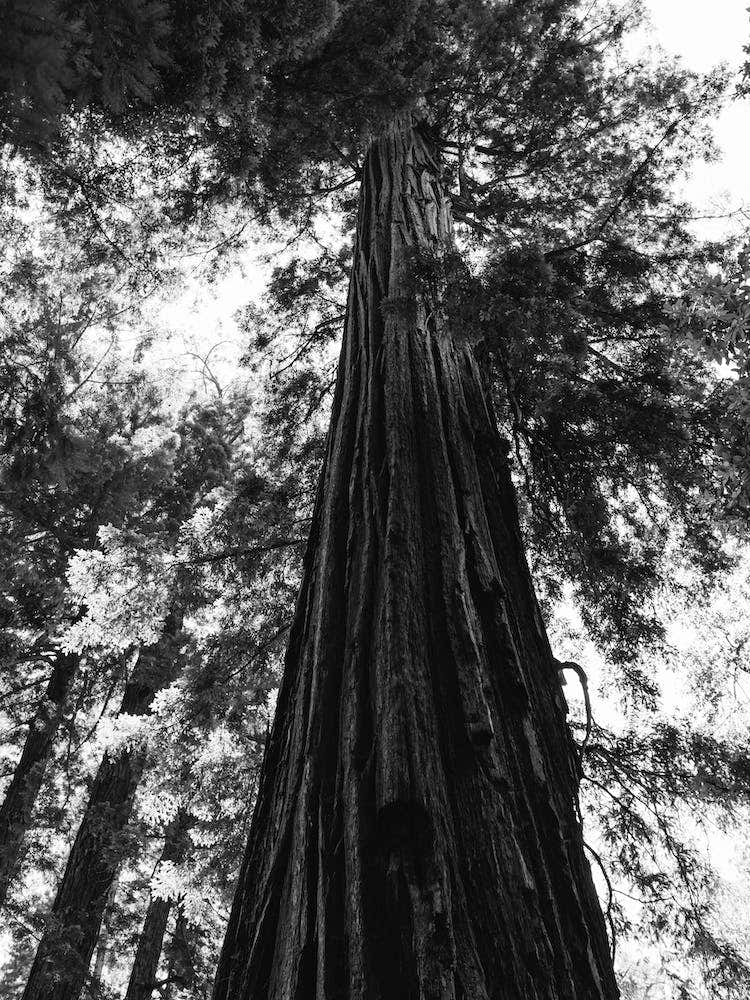 Redwood Forest XVI