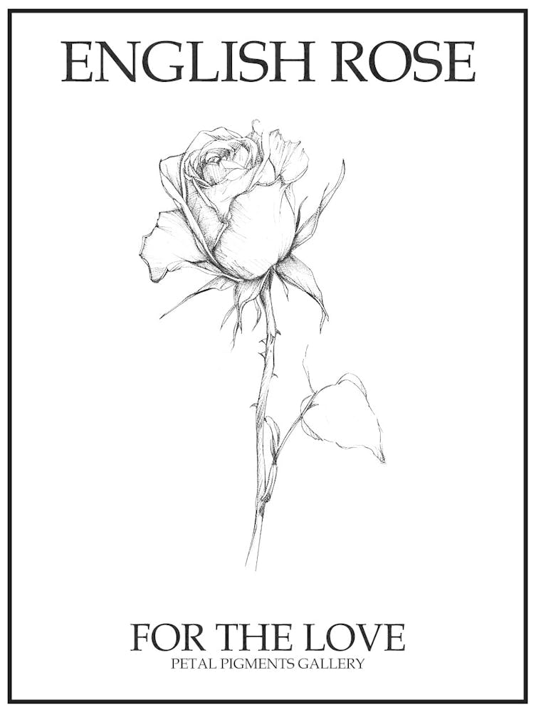 English Rose Black And White Line Drawing 35 Poster