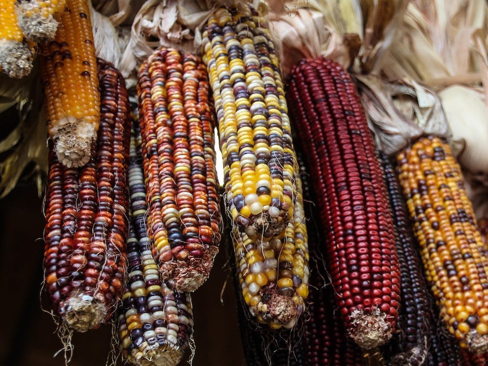Indian Corn