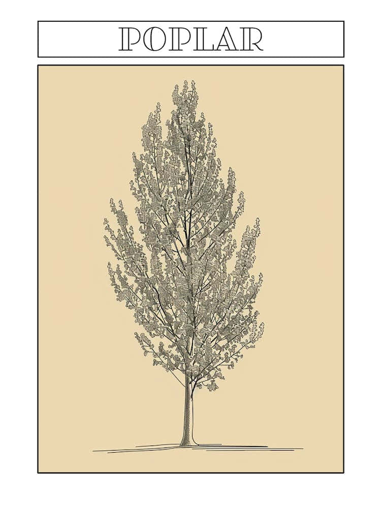 Poplar Tree Minimalistic Drawing 3 Poster