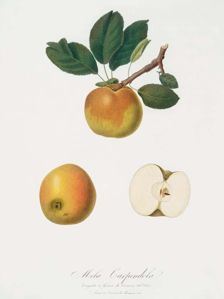 Apple (Malus Carpendolo) From Pomona Italiana (1817 - 1839), Giorgio Gallesio