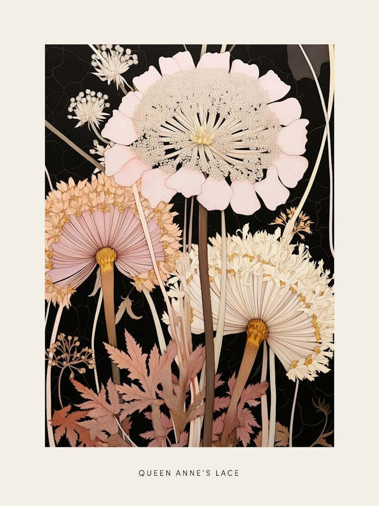Flower Illustration Queen Annes Lace 8 Poster
