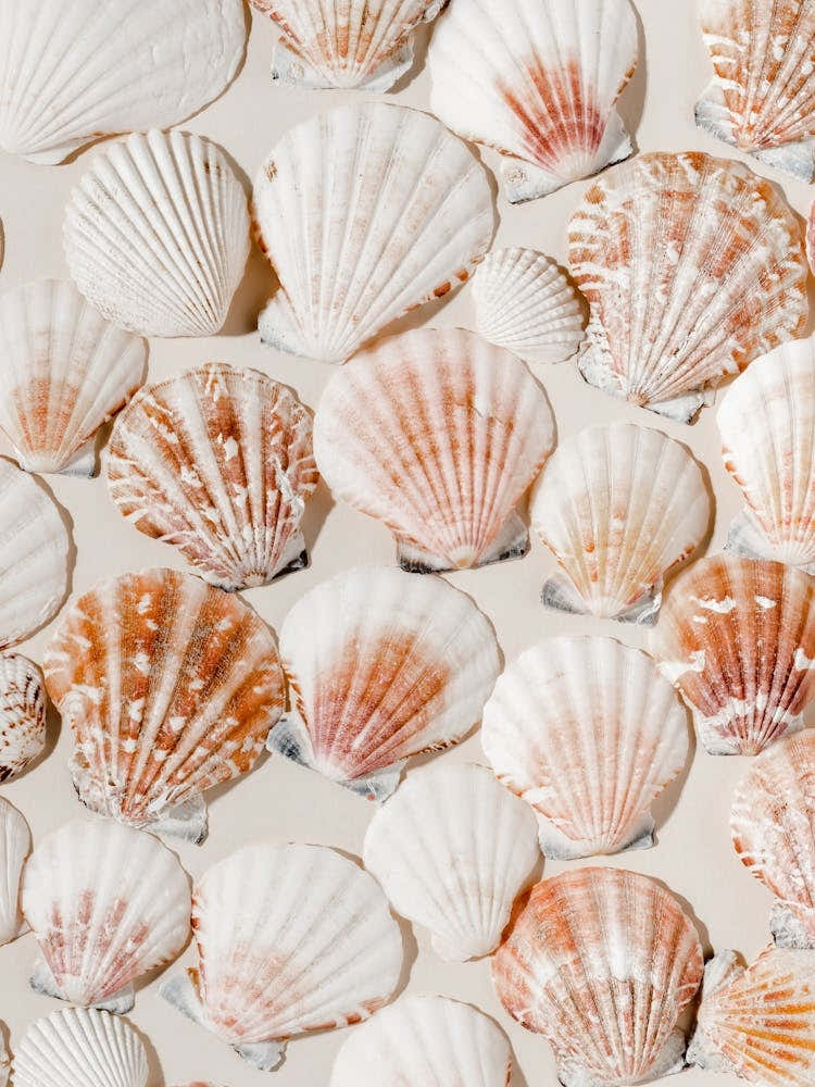 Sea Shells