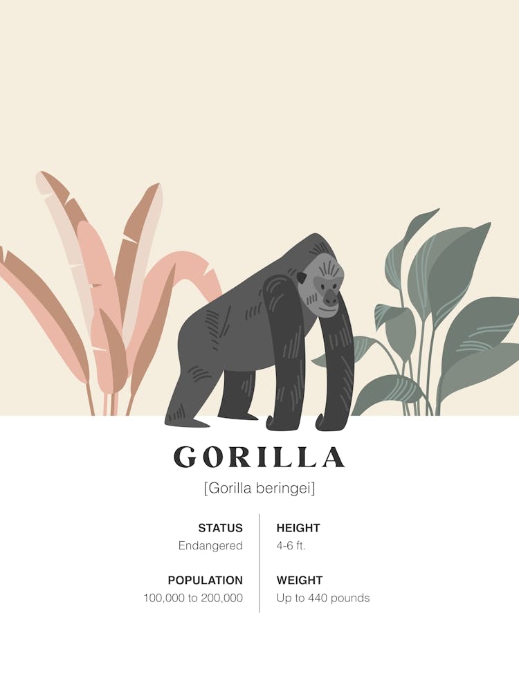 Gorilla - Jungle Fact